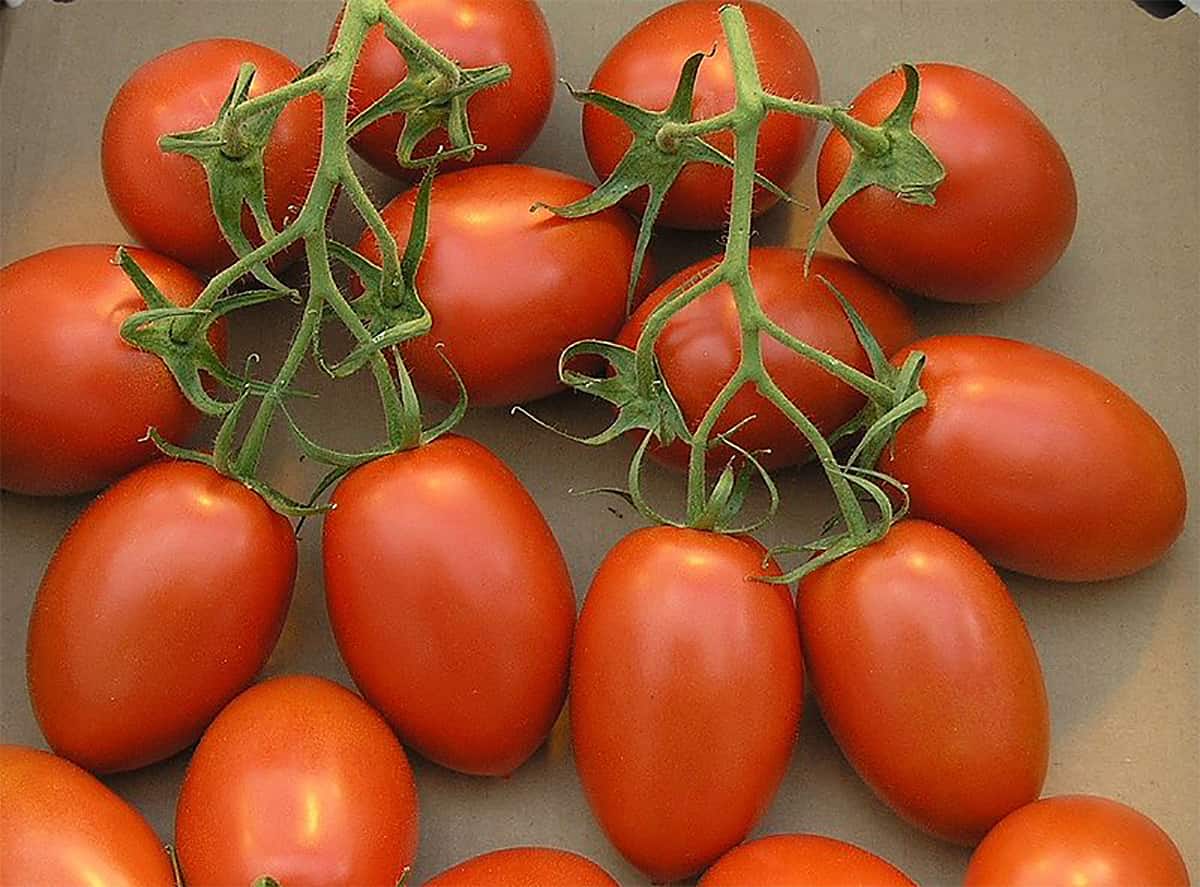 Cluster of ripe Roma tomatoes still attached to green vine stems