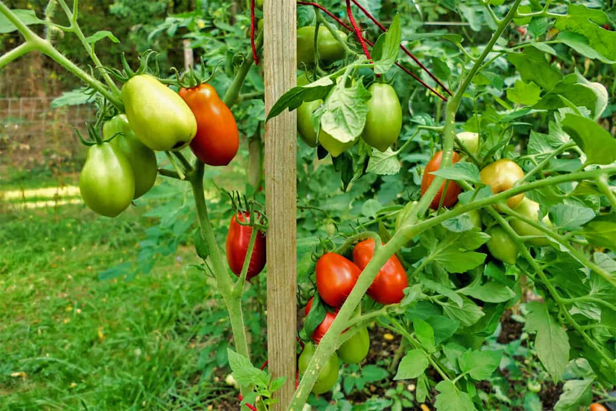 Ripening plum tomatoes growing on a staked vine in a lush green garden